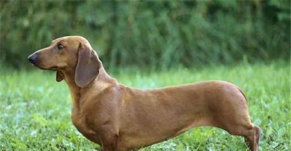 腊肠犬标准选购