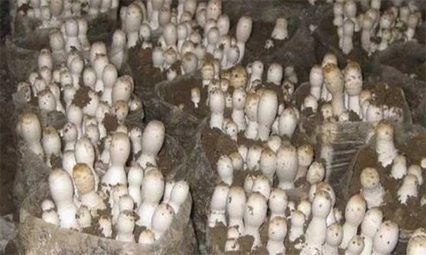 如何管理鸡腿菇二潮菇