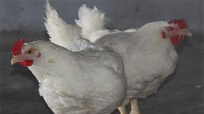 如何提高肉鸡品质