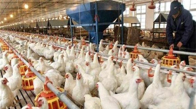 注意饲料品质