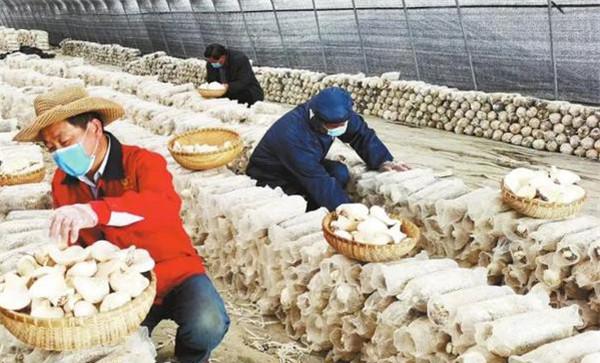 如何对采收后的白灵菇鲜品进行保鲜加工