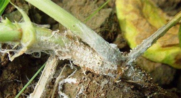 菜豆菌核病危害症状