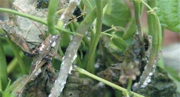 菜豆菌核病的发病规律