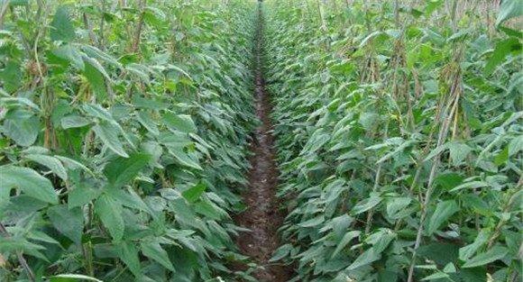 菜豆菌核病的防治方法