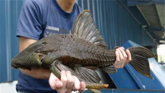 清道夫鱼能长多大