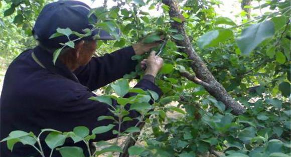 基因劣质微突变的积累