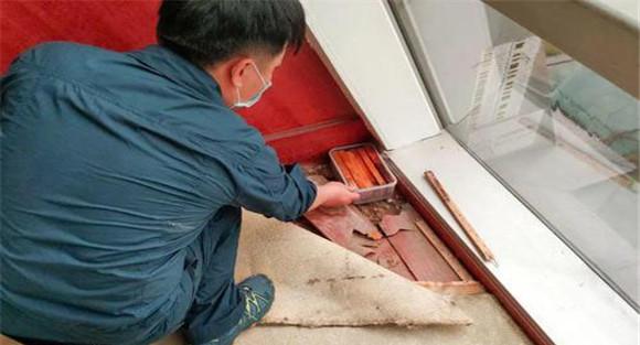 白蚁的消灭方法