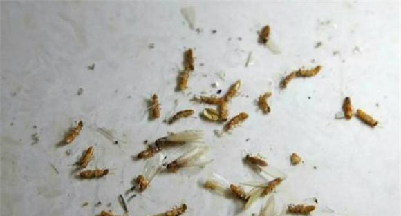 白蚁的具体防治方法