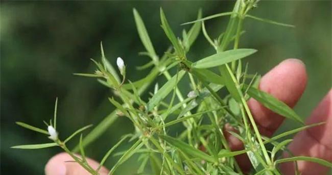 白花蛇舌草的功效与作用