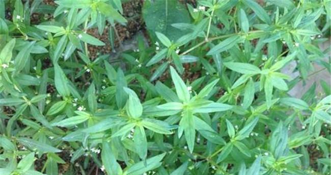 白花蛇舌草的美容配方