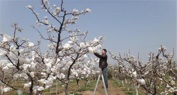 花粉采集方法