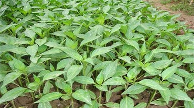 辣椒缓后苗肥轻，高氮薄粪都可行