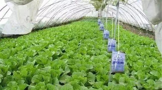 二氧化碳肥料的作用机理