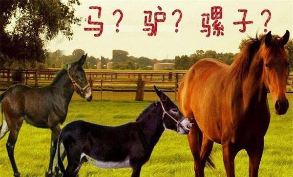 骡子和驴的区别在哪里