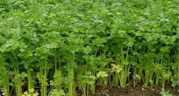 越冬芹菜种植技术要点