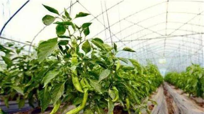 烟粉虱如何提前预防