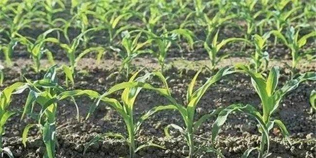 玉米除草剂的使用方法、使用剂量与混用搭配