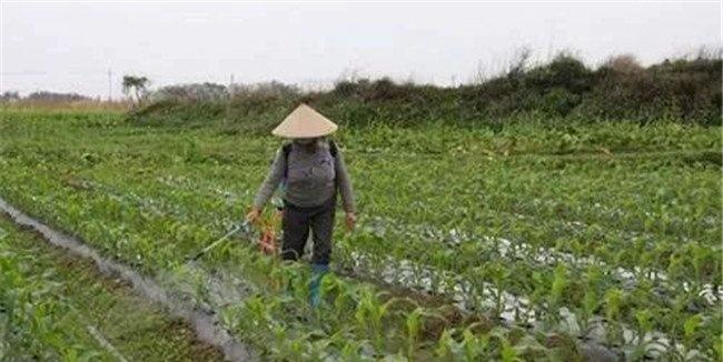 玉米除草剂的混用搭配