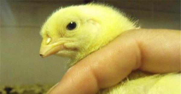 雏鸡断喙的目的、方法与注意事项