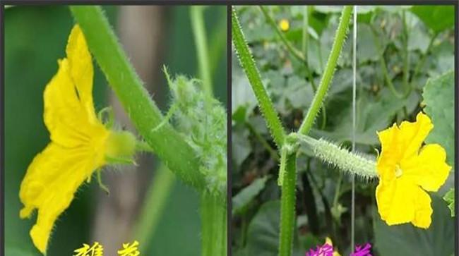 黄瓜开雄花后多久开雌花