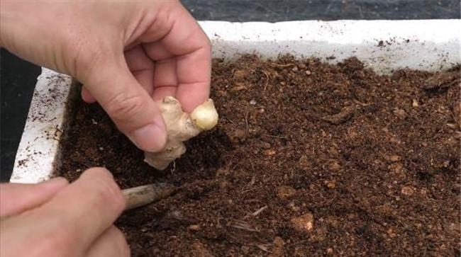 种植盆土的处理方法