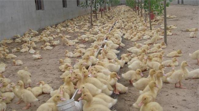 养鸭常用的六种饲料是什么