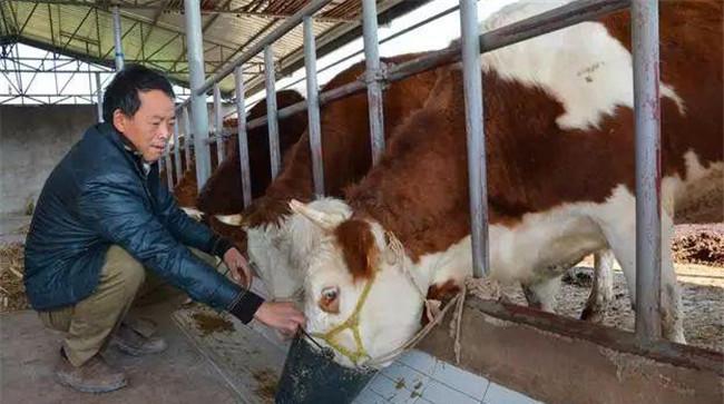 饲喂辅助疗法