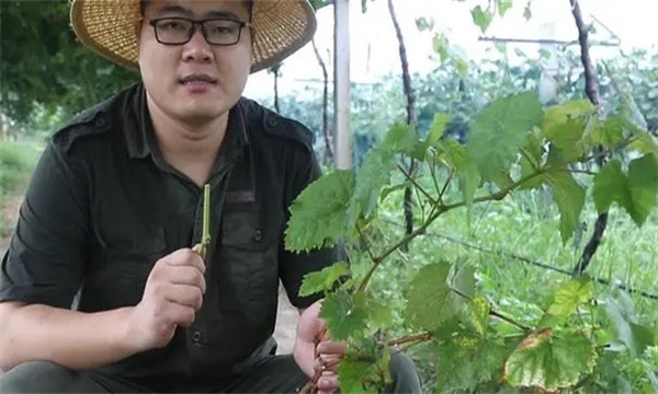 葡萄采收后的管理技术包括哪些内容