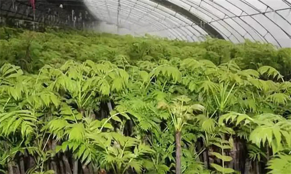 移栽种植