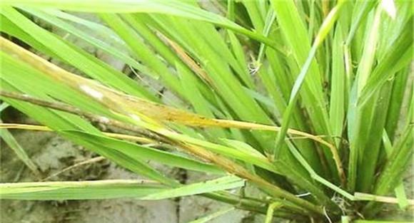 长残留除草剂引起药害
