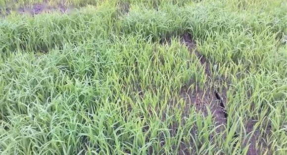 大田除草剂药害