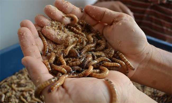 黄粉虫的四种形态简介：成虫
