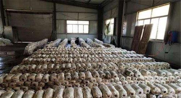 滑子菇栽培技术要点
