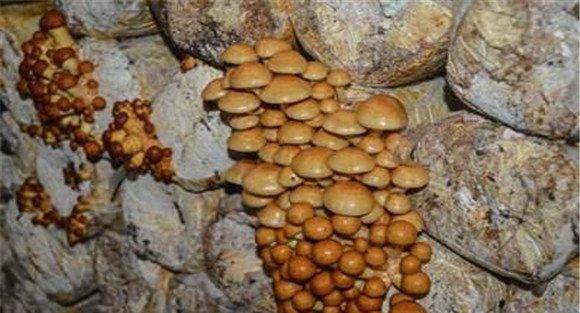 滑子菇的接种与养菌