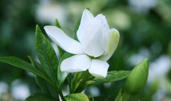 栀子花的养殖方法