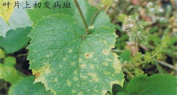 葡萄蔓割病的主要症状