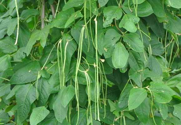 豇豆种植管理方法