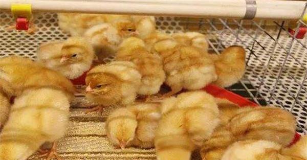 雏鸡的饲养管理应注意哪些问题