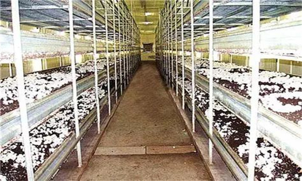 双孢菇床架式栽培