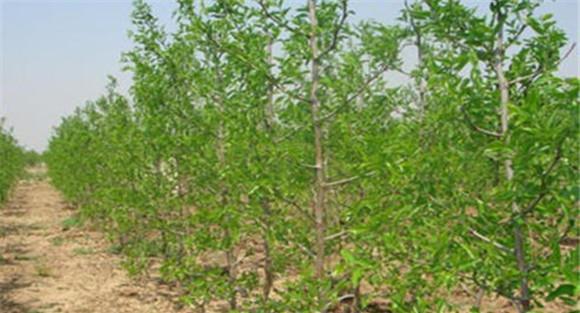 枣树的种植时间