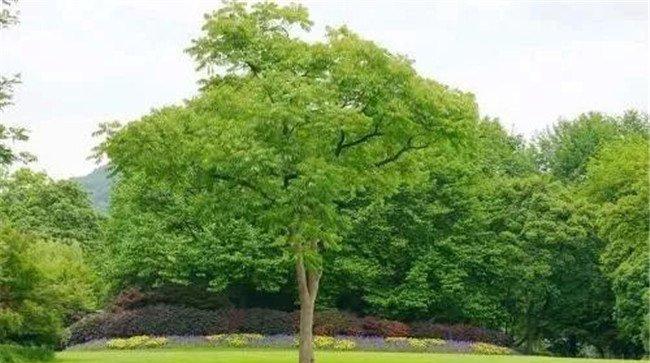 香樟是常绿还是落叶植物