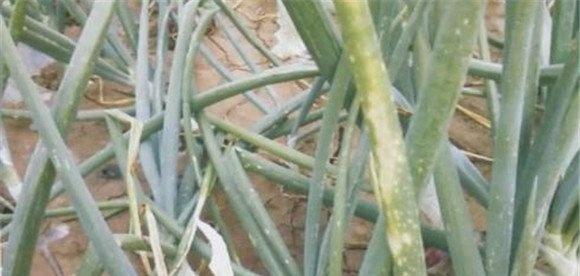 大葱灰霉病有什么症状