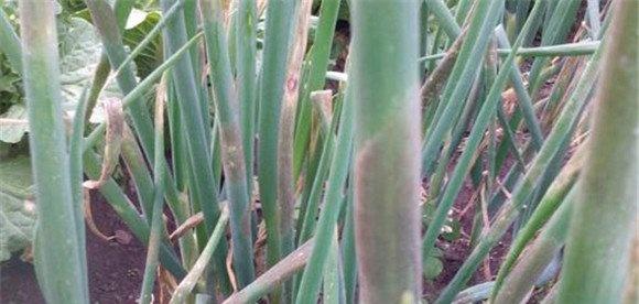 大葱灰霉病的防治方法