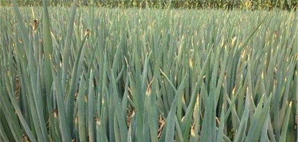 大葱灰霉病的发病规律