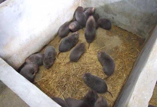 竹鼠饲养管理方法