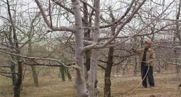 梨树园的冬季清园要求
