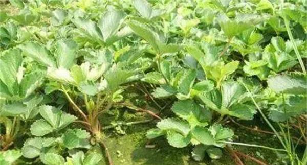 草莓怎样安全越冬