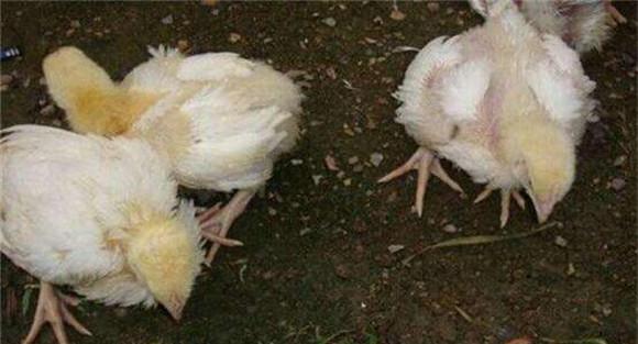 鸡大肠杆菌病感染的症状