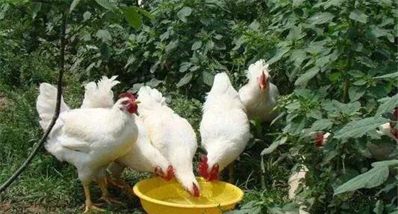 鸡大肠杆菌流行特点