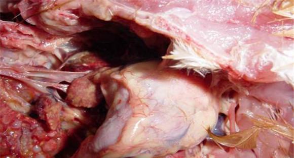 鸡大肠杆菌实验室诊断